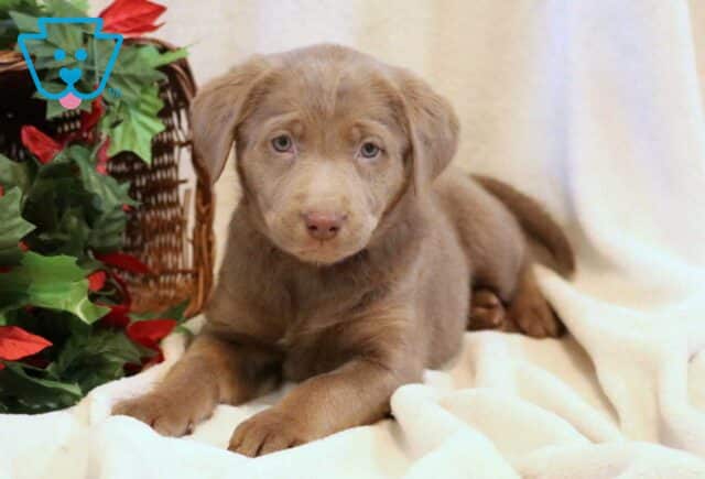 Ruby Silver Lab2 image