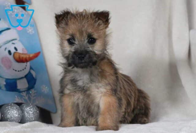 Russ Cairn Terrier image