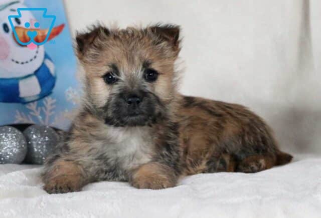 Russ Cairn Terrier2 image