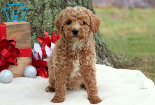 Rya Cockapoo image