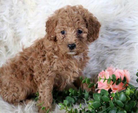 Rylie Mini Poodle