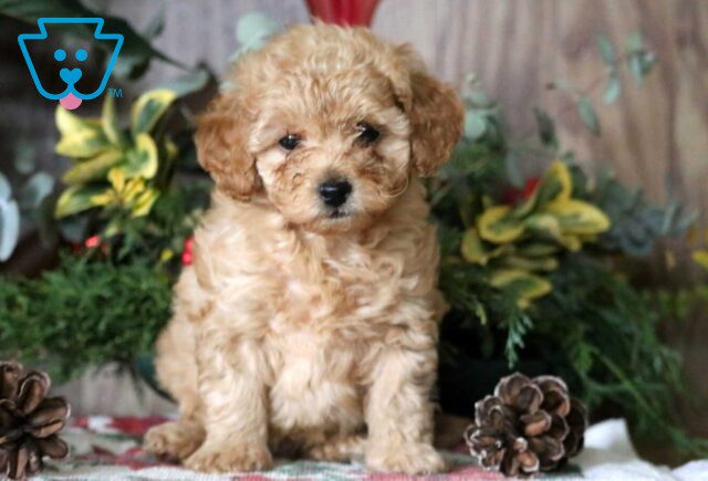 Sage Mini Poodl image