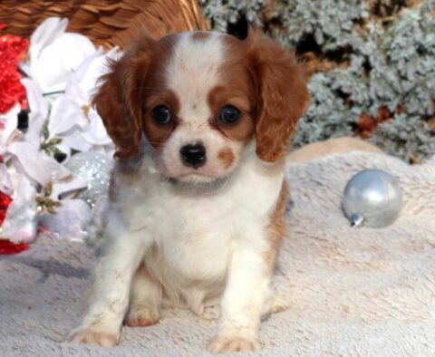 Scout Cavalier