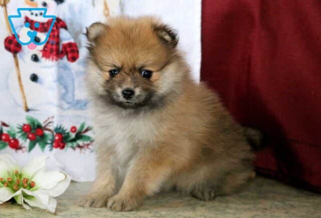 Skittles Pom image