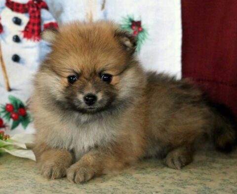 Skittles Pom2
