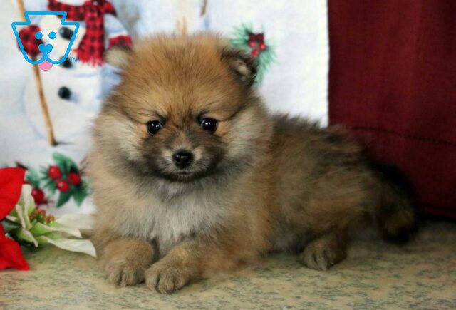 Skittles Pom2 image