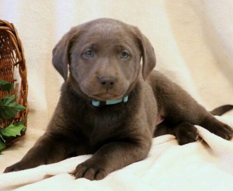 Sky Charcoal Lab2