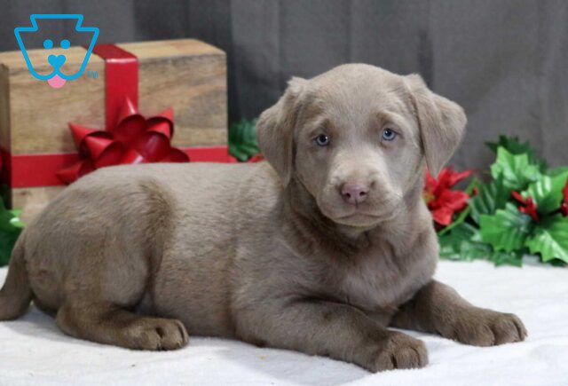 Sky Silver Lab image