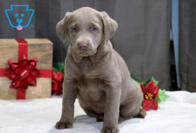 Sky Silver Lab2 image