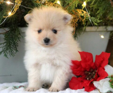 SnickerPom