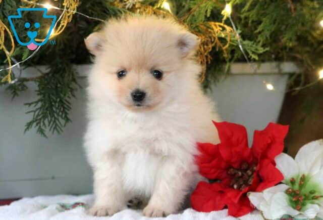 SnickerPom image
