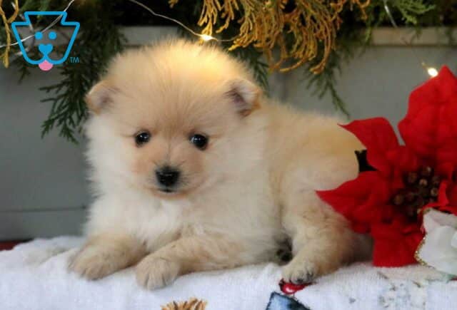 SnickerPom2 image