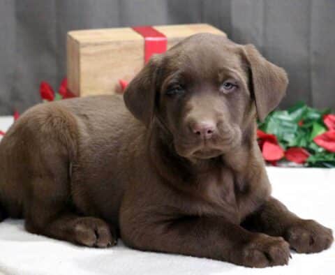 Snoopy Choc Lab