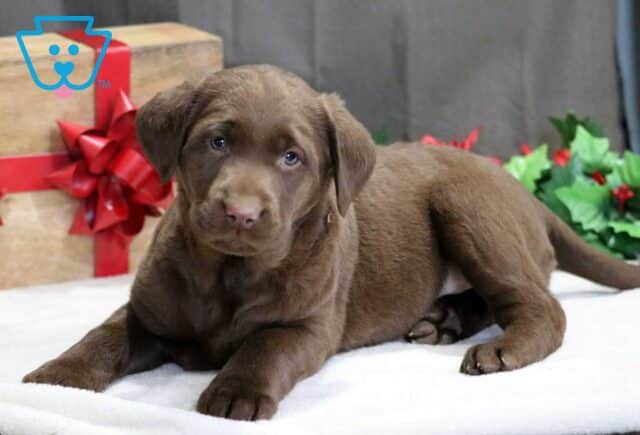 Snowflake Choc Lab image