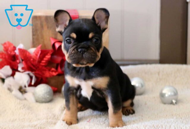 Snowy French Bulldog image