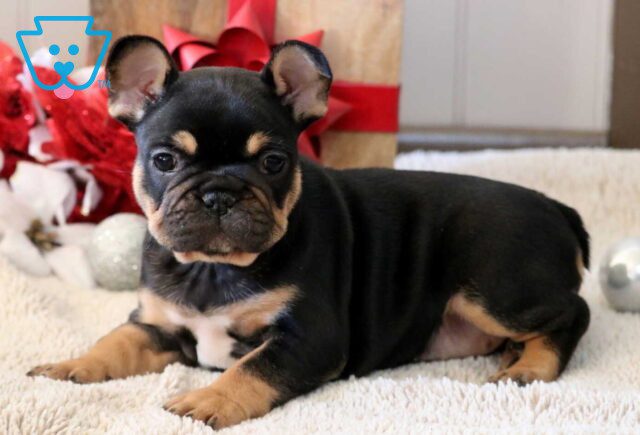 Snowy French Bulldog2 image