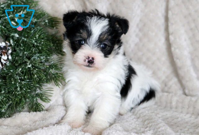 Snowy Yorkiepoo image