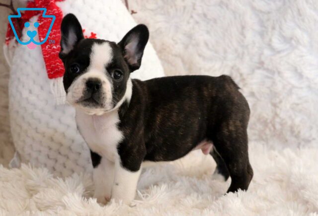 Spike Frenchton2 image