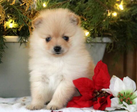 Sprinkles Pom