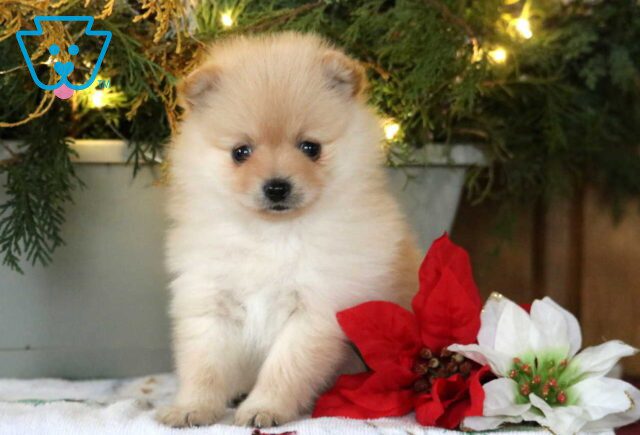 Sprinkles Pom image