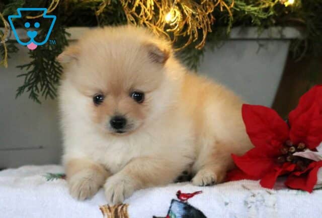 Sprinkles Pom2 image