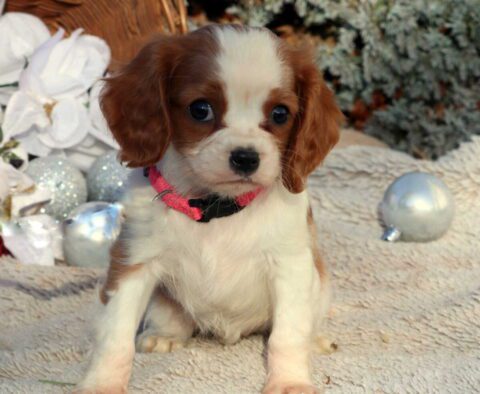 Star Cavalier