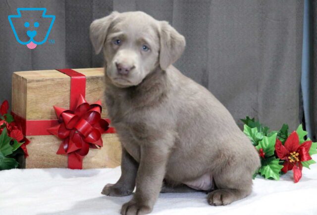 Strawberry Silver Lab image