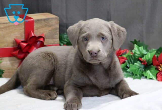 Strawberry Silver Lab2 image