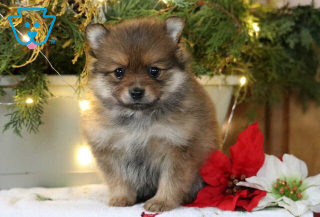 Sugar Pom image