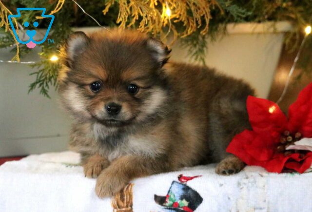 Sugar Pom2 image