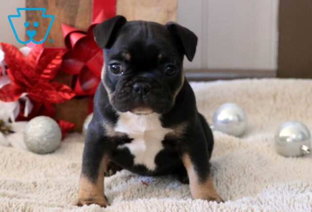 Sugar french Bulldog image