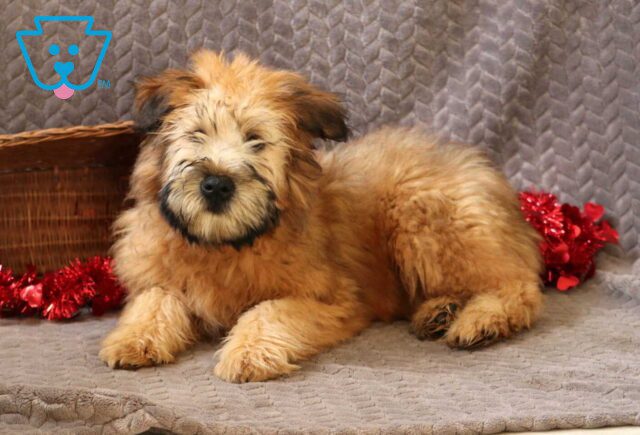 Taz Wheaten Terrier Retake image