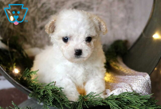 Thea Cavachon2 image
