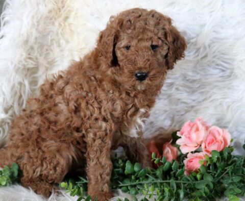 Tike Mini Poodle