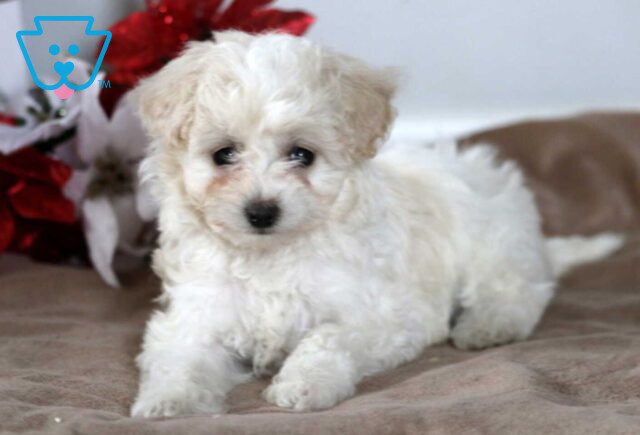 Toby Havapoo2 image