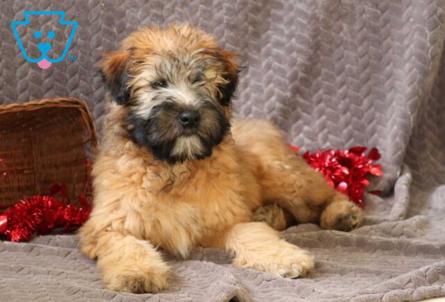 Tori Wheaten Terrier Retake image