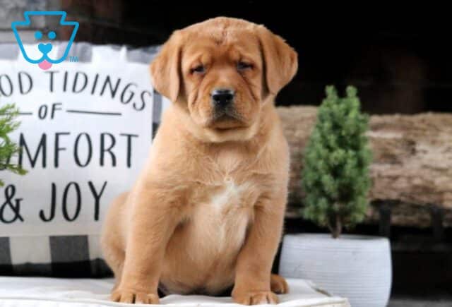 Walker Fox Red Lab image