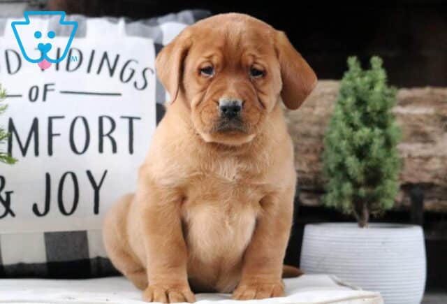 Wes Fox Red Lab2 image