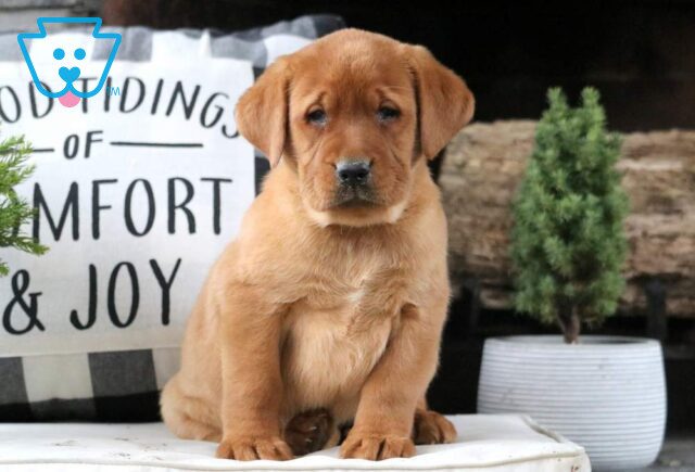 Whitney Fox Red Lab image