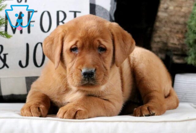 Whitney Fox Red Lab2 image