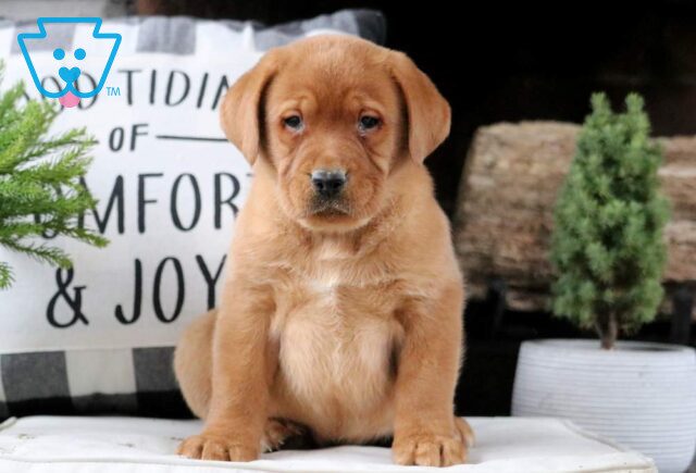 Willis Fox Red Lab image