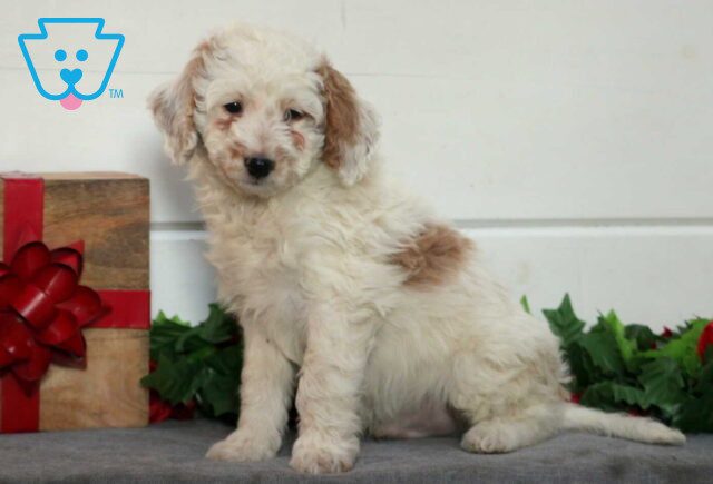 Willow Mini Goldendoodle image