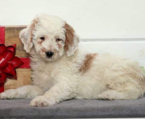 Willow Mini Goldendoodle2
