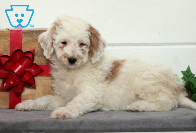 Willow Mini Goldendoodle2 image