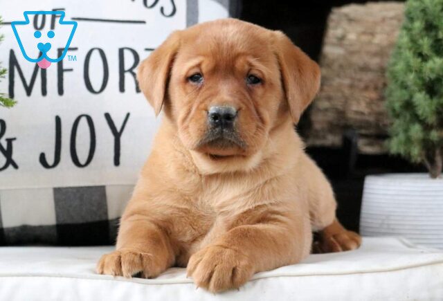 Winnie Fox Red Lab image