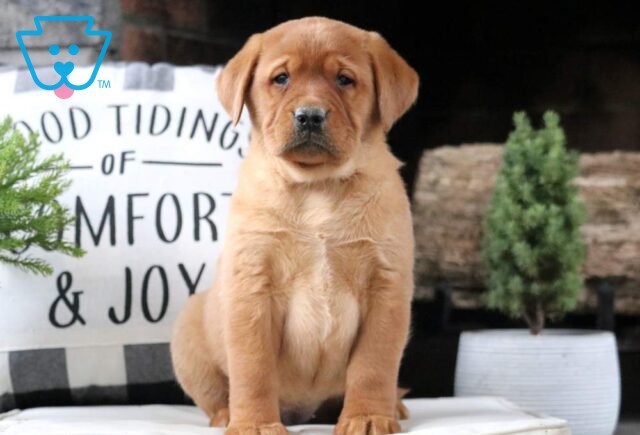 Winnie Fox Red Lab2 image