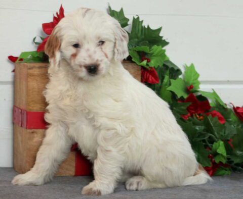 Winnie Mini Goldendoodle