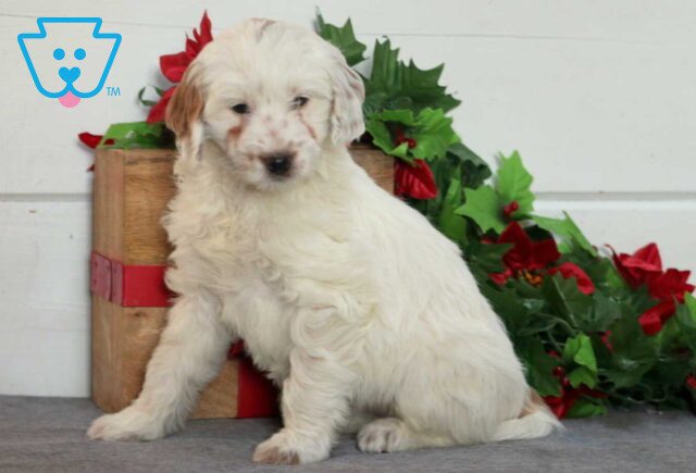 Winnie Mini Goldendoodle image