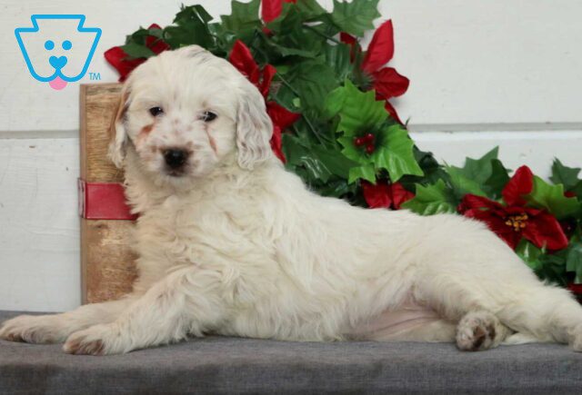 Winnie Mini Goldendoodle2 image