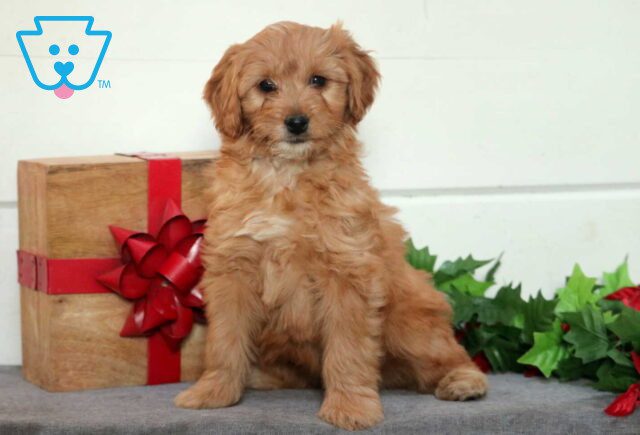Wish Mini Goldendoodle image